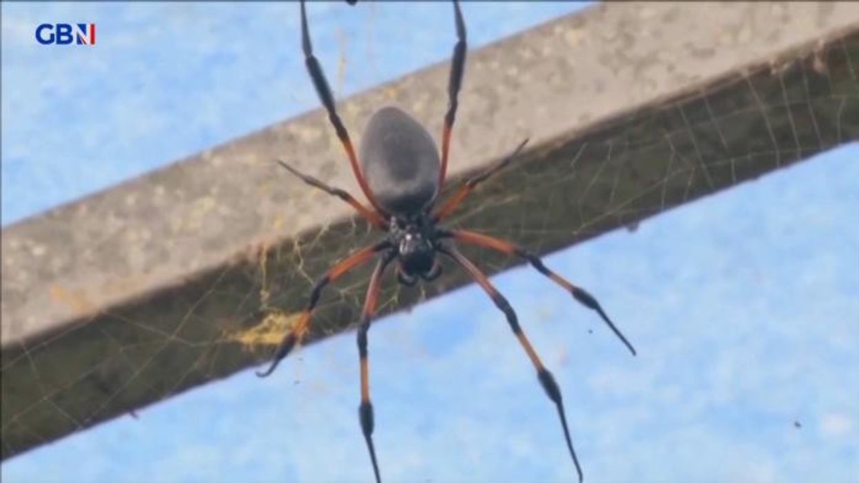 Girl, 5, left covered in rashes and unable to walk after being bitten by 'Britain's most dangerous spider'