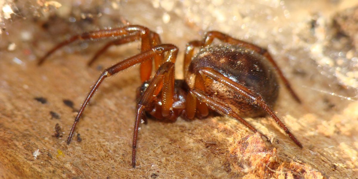 NextImg:Girl, 5, left covered in rashes and unable to walk after being bitten by 'Britain's most dangerous spider'