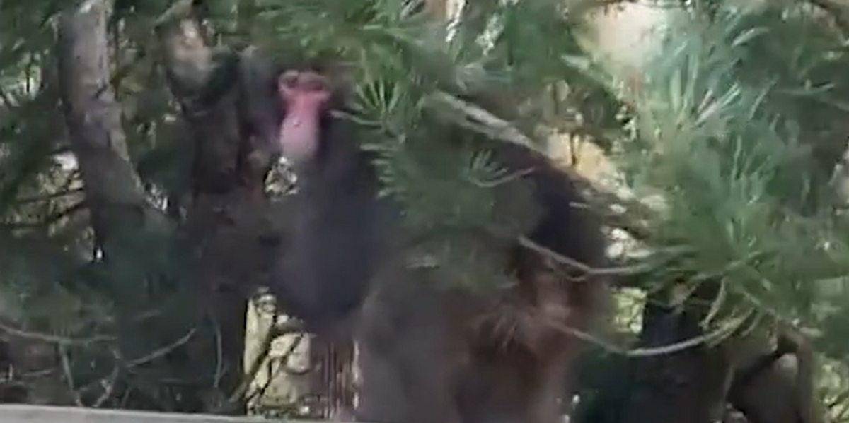 NextImg:Search for escaped monkey enters THIRD DAY as park rangers attempt to 'coax' primate out of hiding