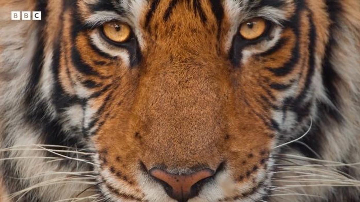 David Attenborough fans complain minutes into ‘brutal’ hunting scenes as Mammals series begins