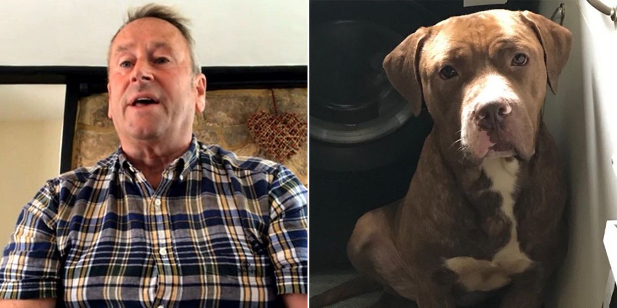 NextImg:’Haven’t got a hope in hell!’ Killer dog warning issued as trainer says ‘any breed can be dangerous’