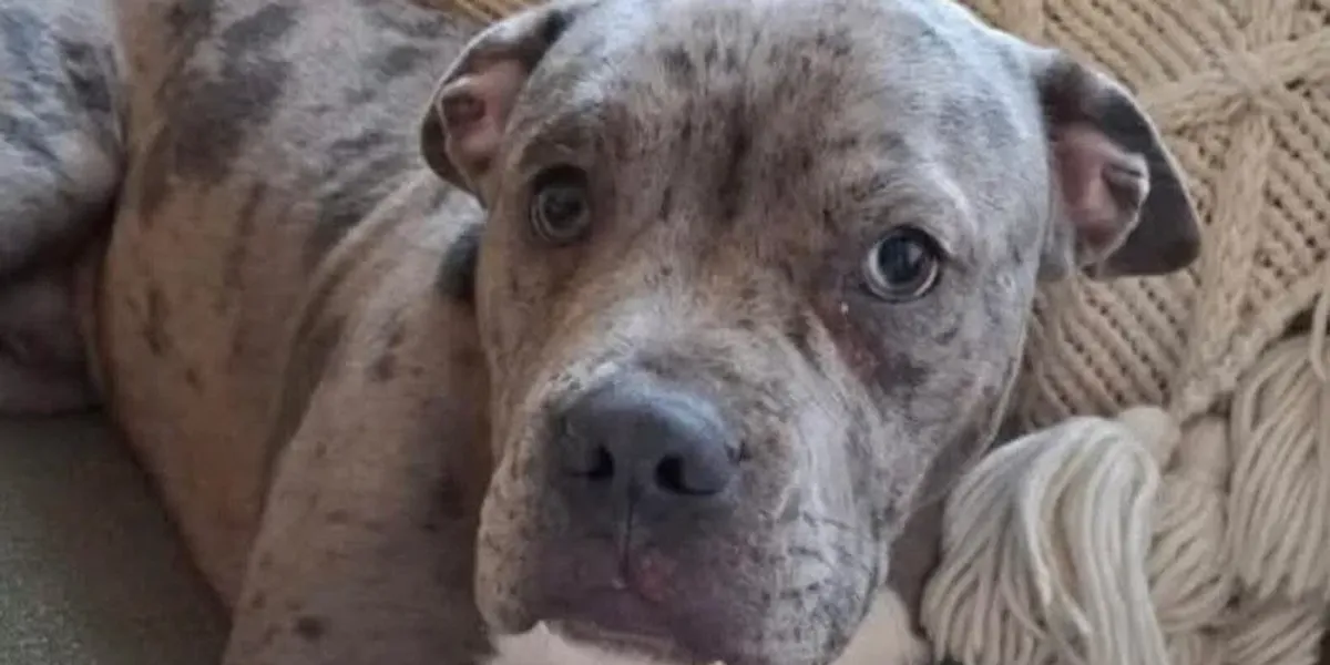 NextImg:'Captured so many hearts!' Council row forces release of 'death row puppy' as thousands sign petition to save abandoned dog