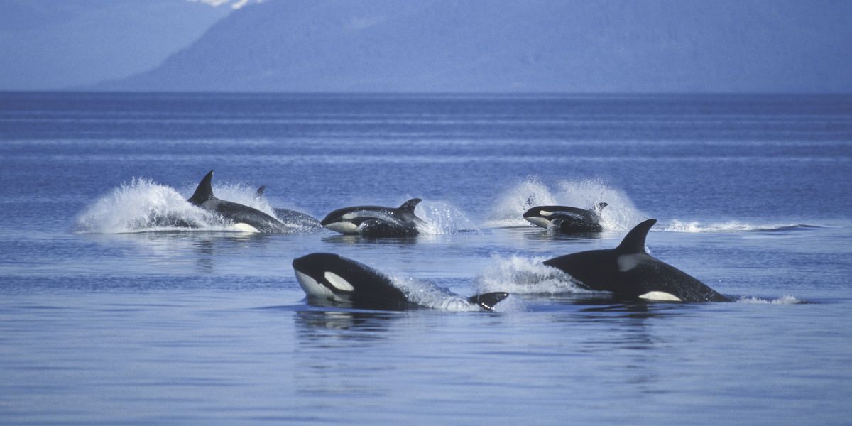 NextImg:Orca attack sinks yacht off coast of Gibraltar - couple rescued by oil tanker