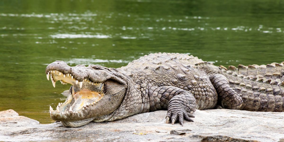 NextImg:Mother threw disabled son, 6, into crocodile-infested river where he was 'mauled to death' by hungry beasts