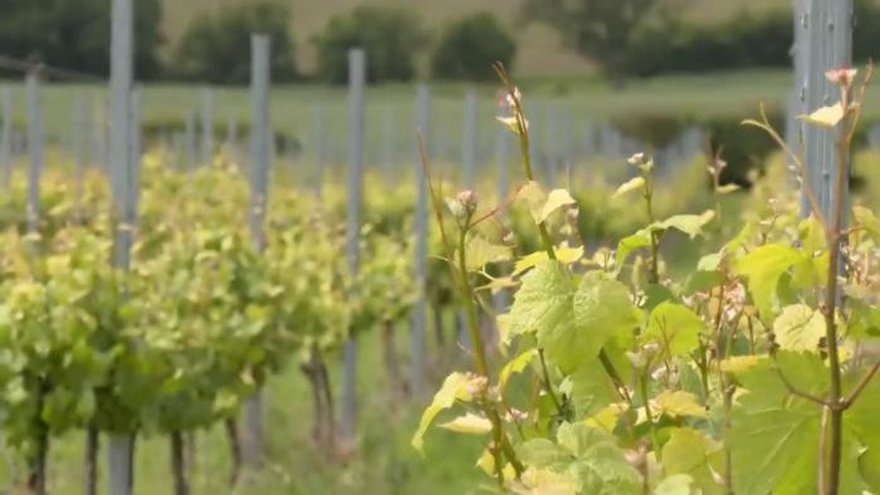 Heart attack risk SLASHED by drinking wine claims new study