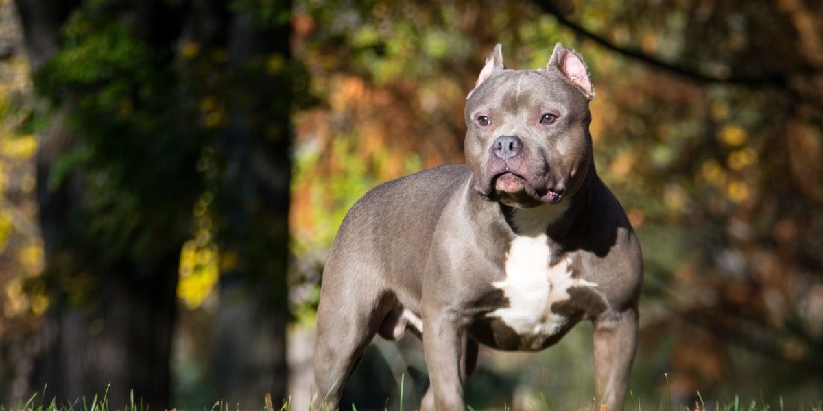 NextImg:XL Bully dog left 'screaming' after being battered by thuggish owner for 'jumping around in bath'