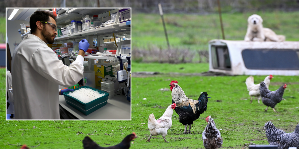 NextImg:Bird flu 'mutates' as warning issued over 'huge red flag' that would risk new pandemic