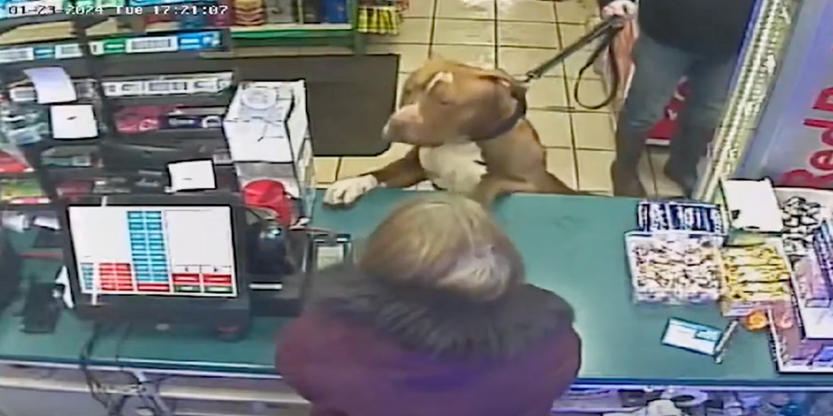 NextImg:XL Bully dog owner avoids prosecution after dog's vicious attack on two men