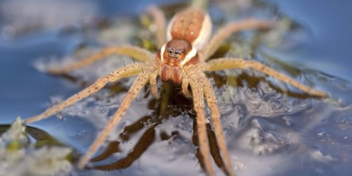 NextImg:Thousands of GIANT spiders 'size of a human hand' on the loose in Britain after Chester Zoo releases 8-legged monstrosities