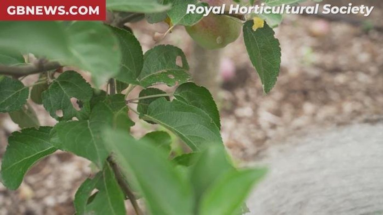 Britons told to rip up quick-spreading invasive plant but warned NOT to put into garden waste bins