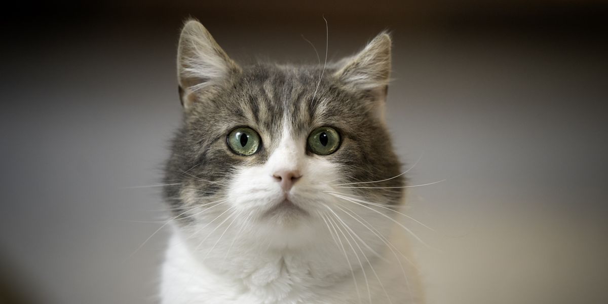 NextImg:Cats in Scotland could be BANNED under strict new wildlife plans to protect birds