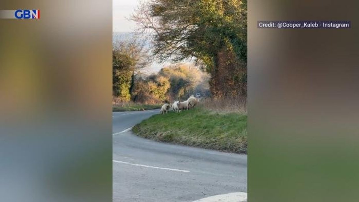 Welsh parents advised against letting children cuddle sheep this Easter