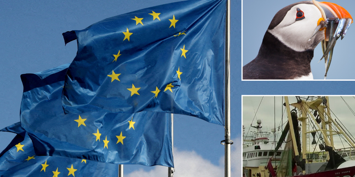 NextImg:Brexit fishing row heads for court showdown as the UK bans EU boats from catching tiny silver fish crucial for British marine wildlife