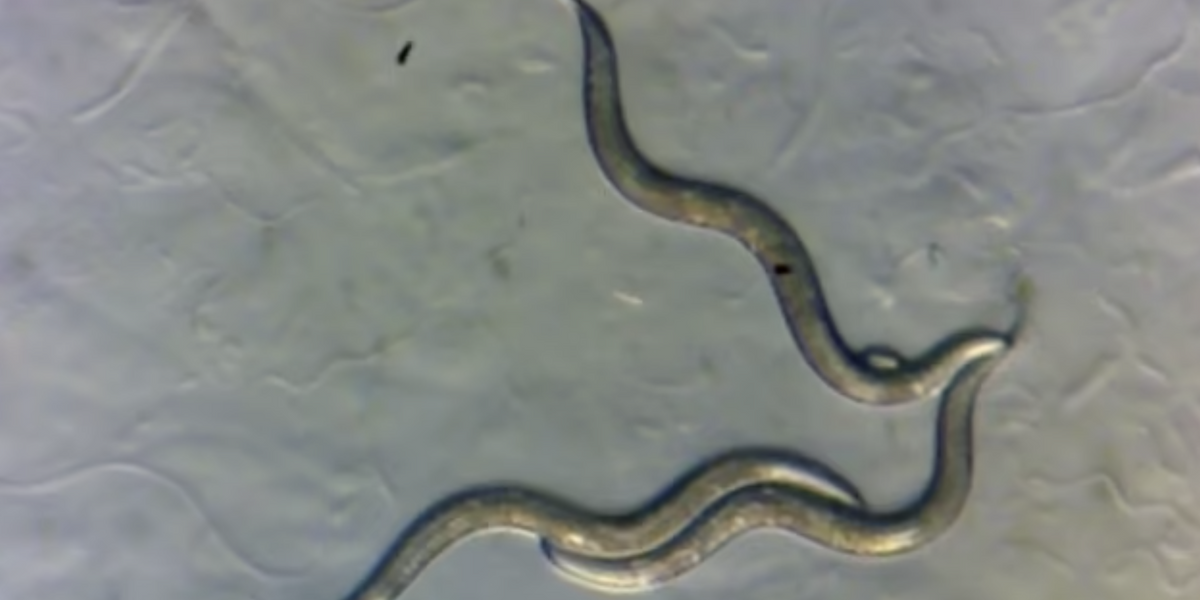 NextImg:Nuclear-powered worms given 'superpowers' after Chernobyl explosion
