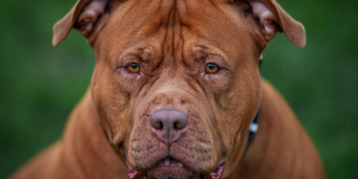 NextImg:XL Bully campaigners get green light for High Court challenge