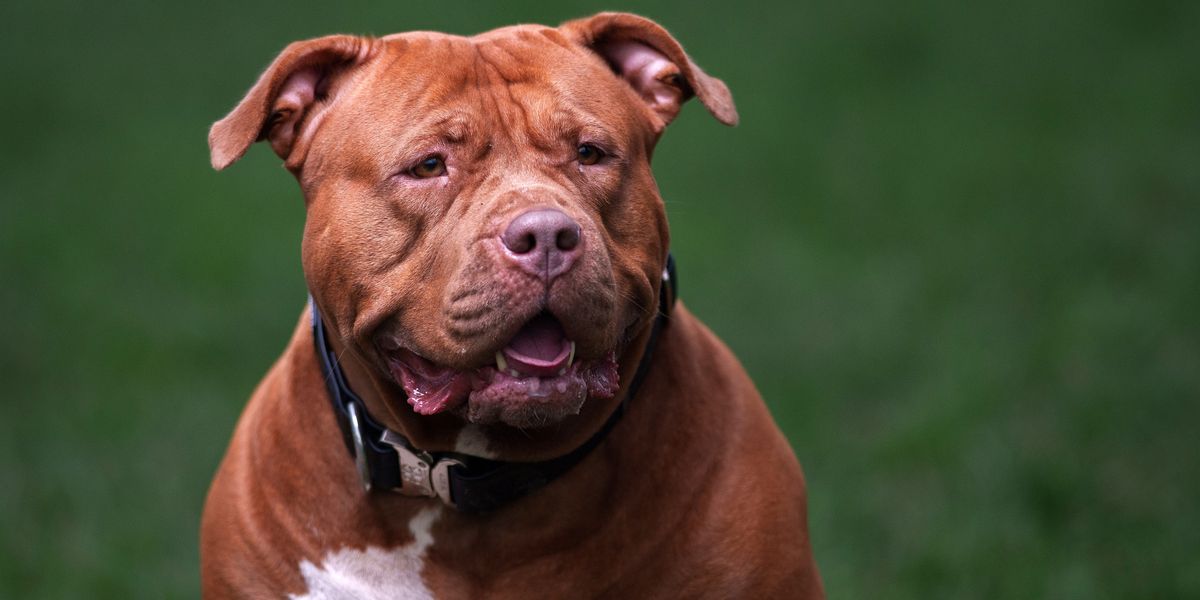 NextImg:XL Bully leaves young girl in hospital with serious injuries after vicious weekend attack
