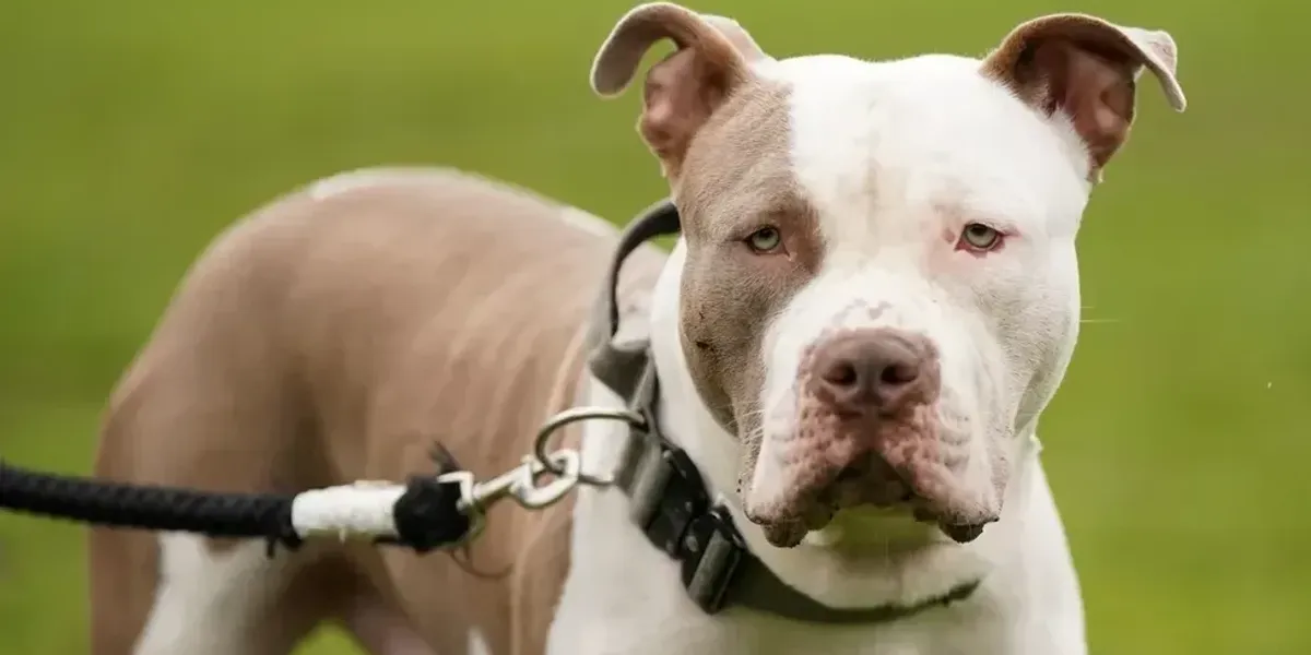 NextImg:XL Bully launches vicious attack on owner of another dog with woman left with 200 injuries