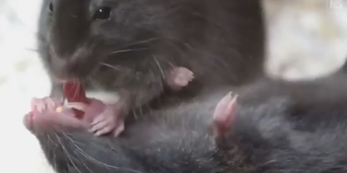 NextImg:Scientists left stunned after mice seen performing 'CPR' to revive companions in major first