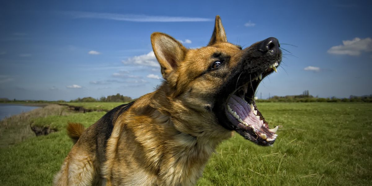 NextImg:Bitter neighbour row escalates after man ordered to pay £2k fine over 'extremely noisy' dogs barking