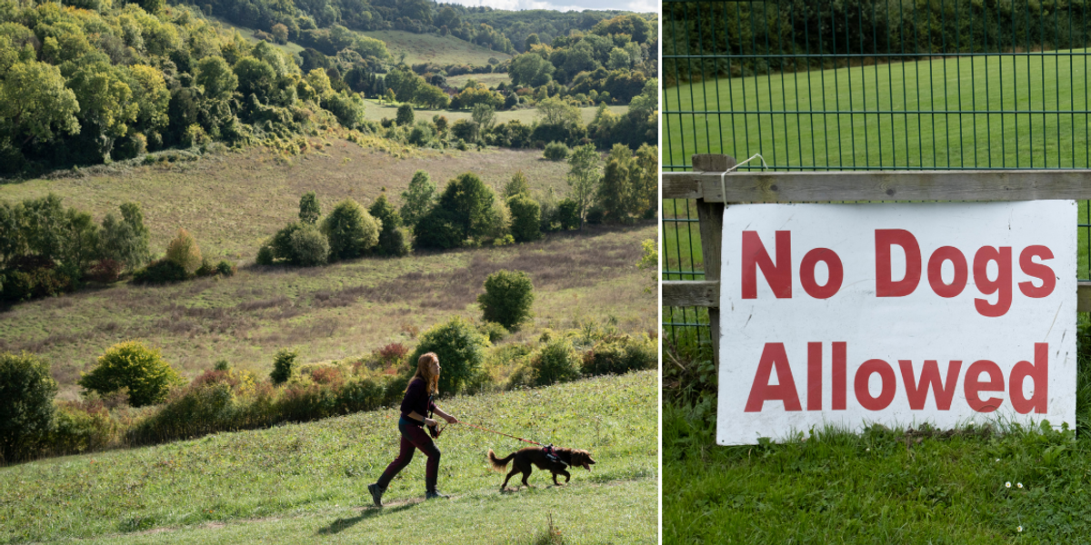 NextImg:Taxpayers fury over £5,000 report calling for dogs to be banned from Welsh countryside to make it 'less racist'