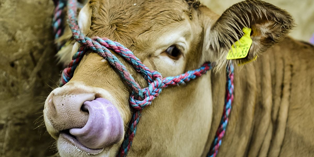 NextImg:Mad cow disease case leaves farm in lockdown as authorities take 'robust action' to contain outbreak
