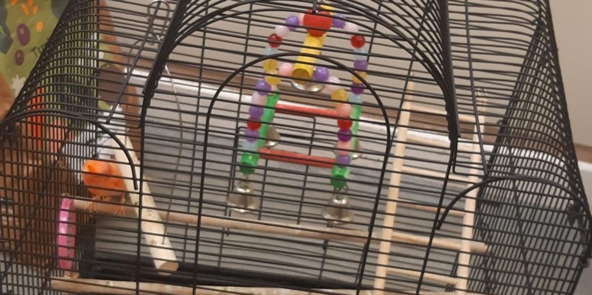 NextImg:Two caged cats and two birds dumped on freezing street in Glasgow