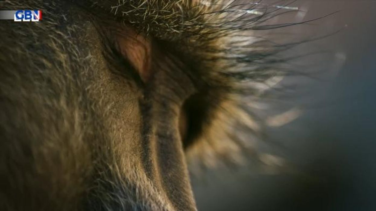 BBC's Planet Earth III accused of EXAGGERATING negative impact of man on wildlife