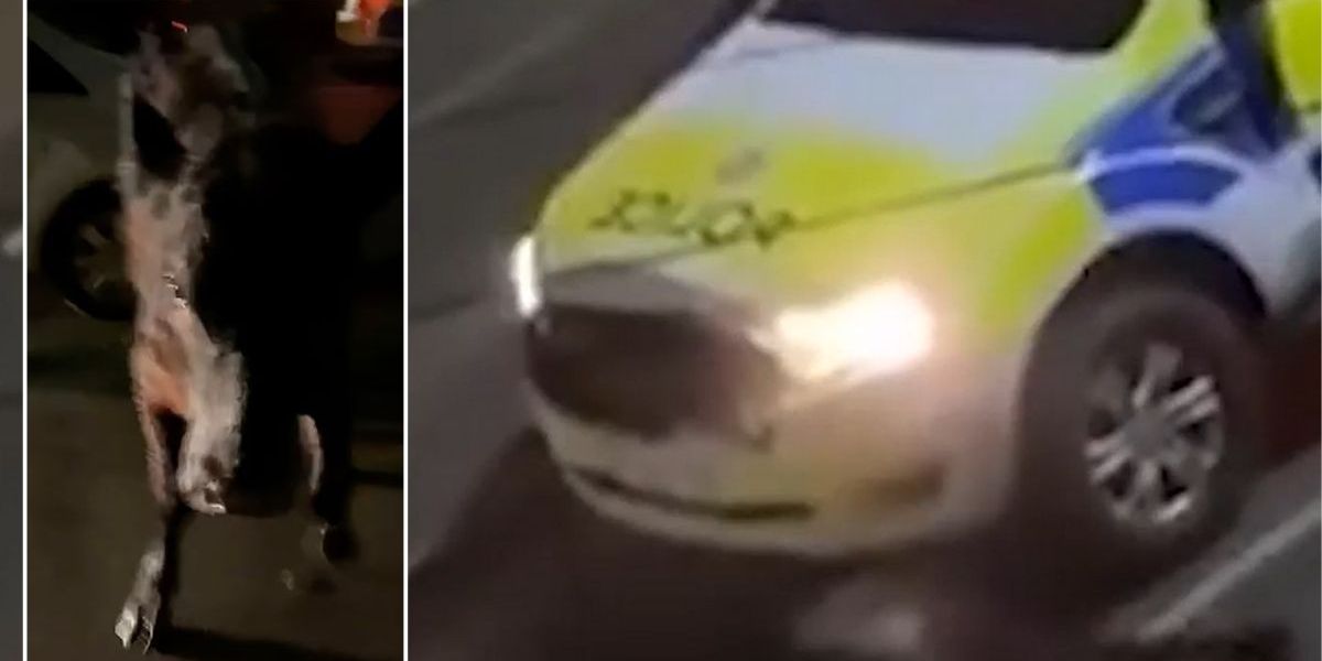 NextImg:Police officer who rammed escaped cow returns to frontline duties after 'heavy-handed' incident sparked massive backlash