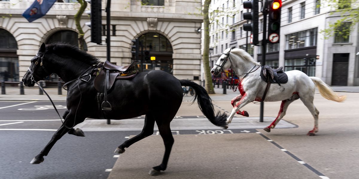 NextImg:Two horses which bolted through central London and left four people injured are in a 'serious condition'