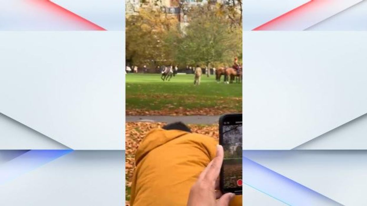 Racehorse on the loose through town after unseating jockey and escaping from track