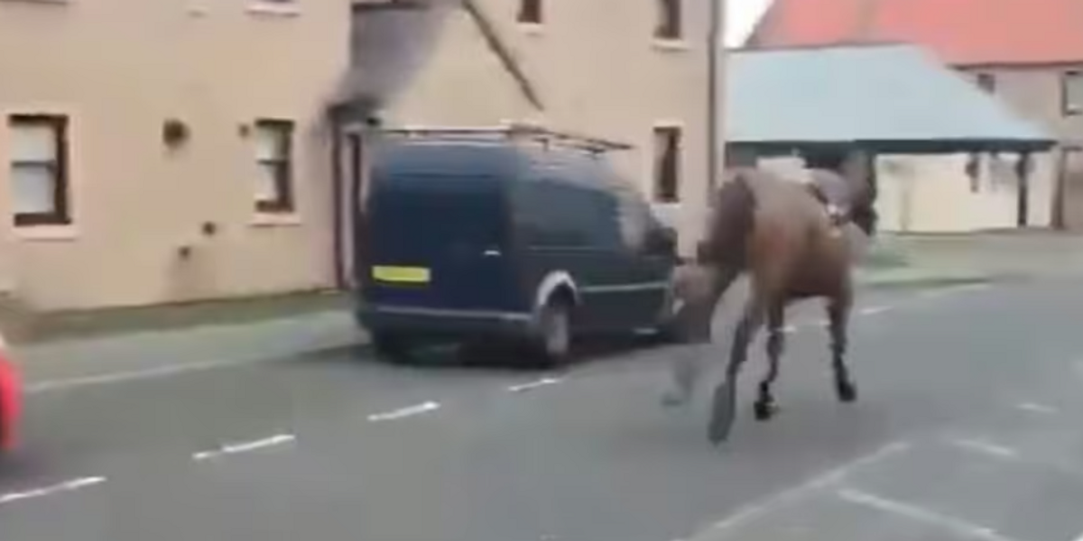 NextImg:Racehorse on the loose through town after unseating jockey and escaping from track