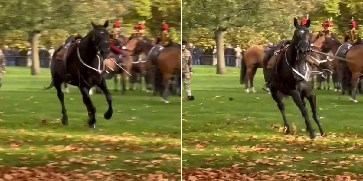 NextImg:Royal horse throws rider and breaks loose ahead of King's birthday Gun Salute
