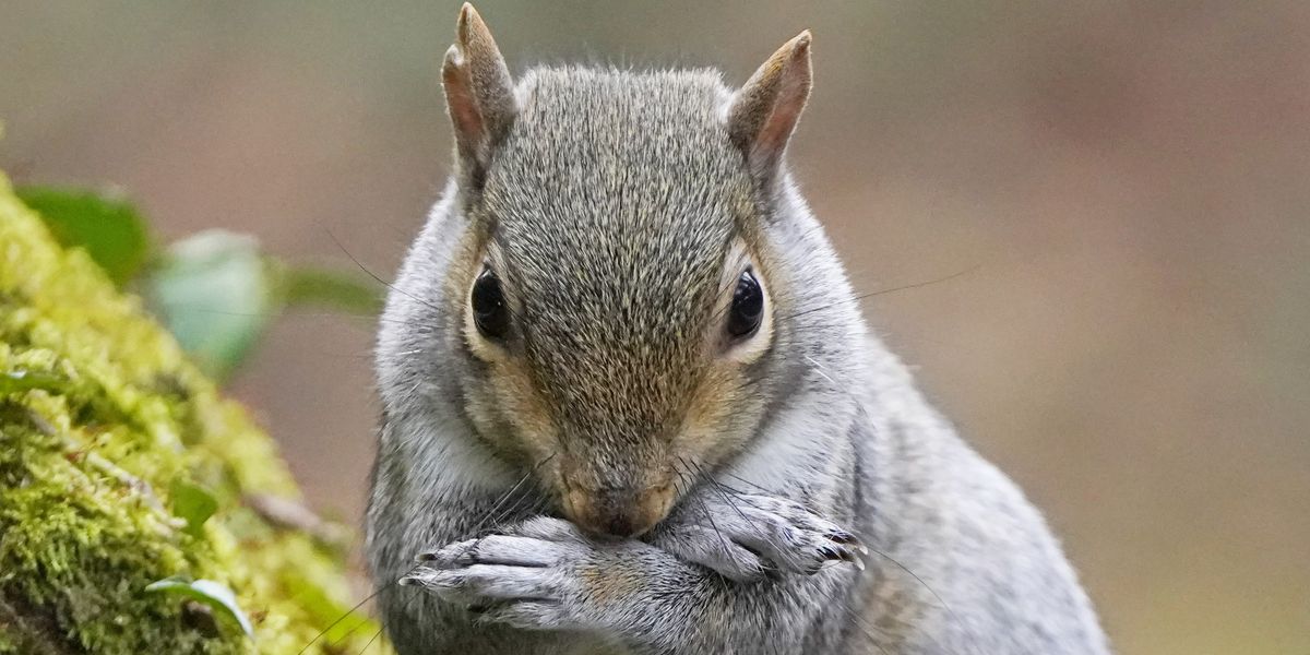 NextImg:'Opportunistic omnivores!' Squirrels spotted hunting and eating rodents in ‘shocking’ discovery