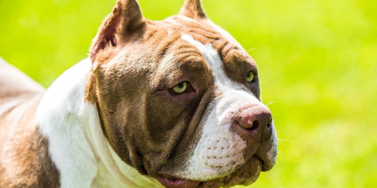NextImg:Eight XL bully dogs run riot in couple's home as owners look to move to bigger house
