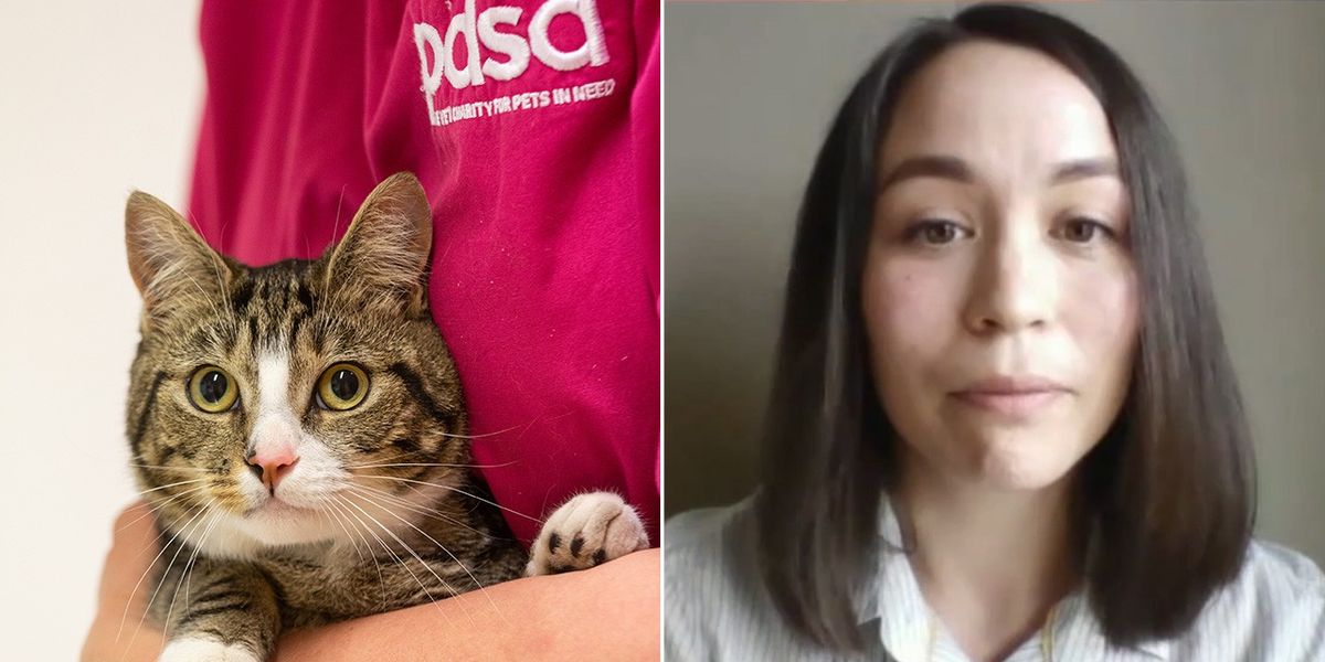 NextImg:Cat owners warned they risk £500 fine unless they take urgent action ahead of law change