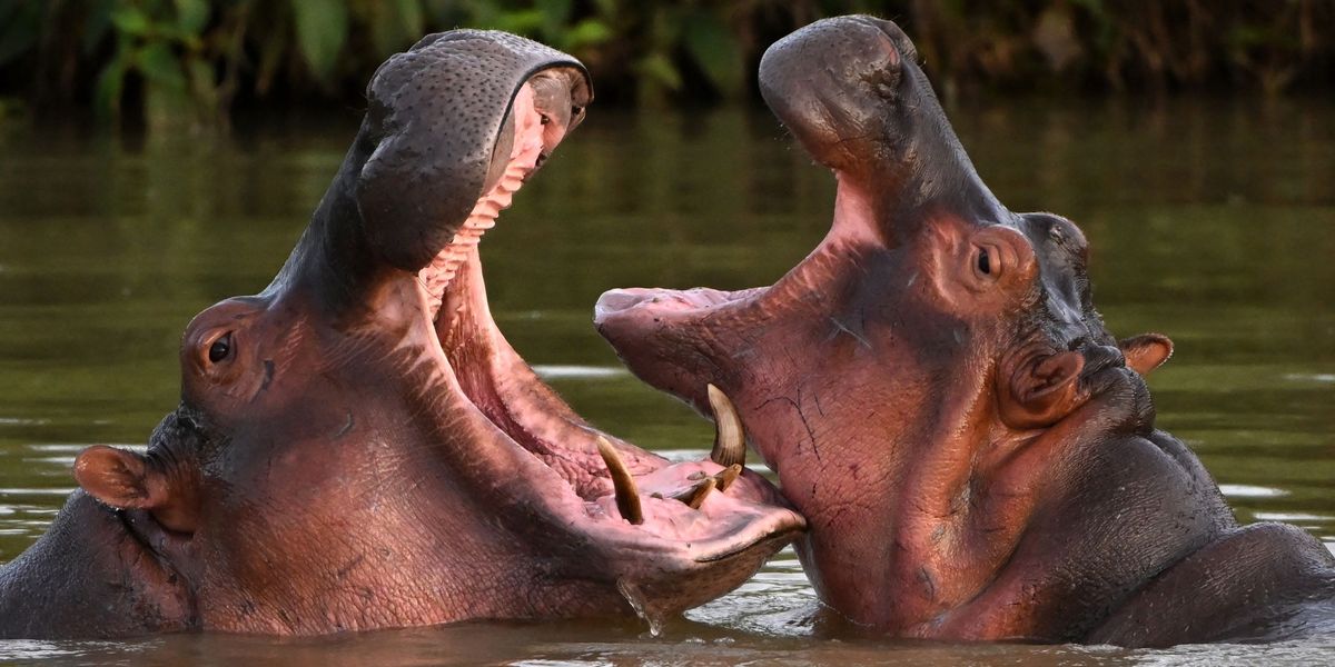 NextImg:Pablo Escobar's hippos that escaped drug lord's private zoo multiplied into 200-strong herd and are now 'attacking people'