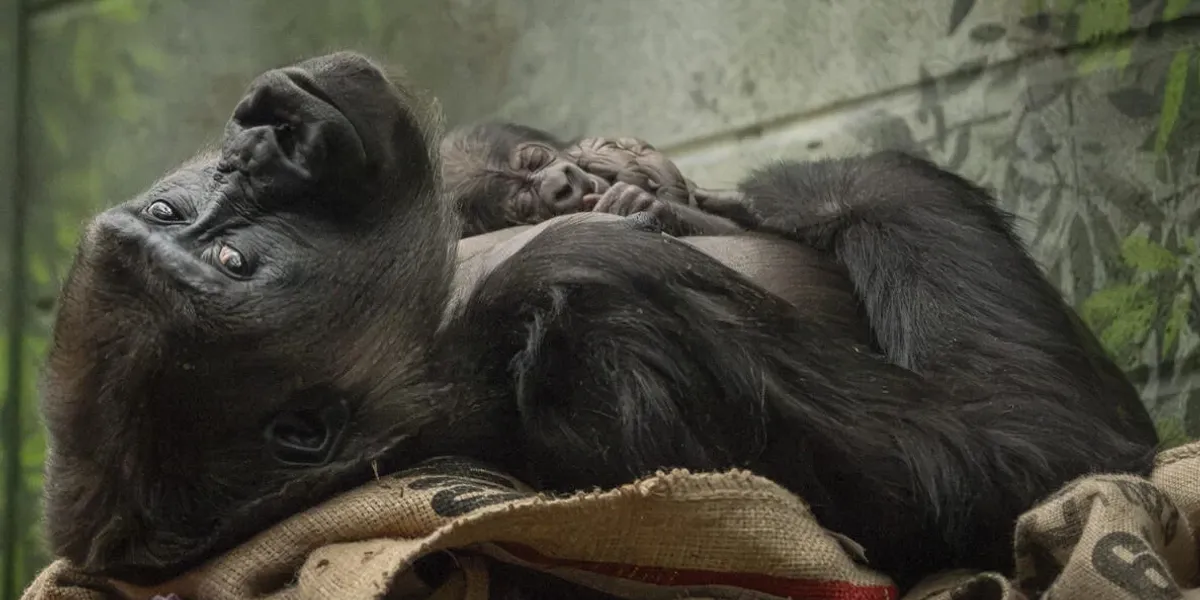 NextImg:London Zoo hails landmark birth of endangered western lowland gorilla