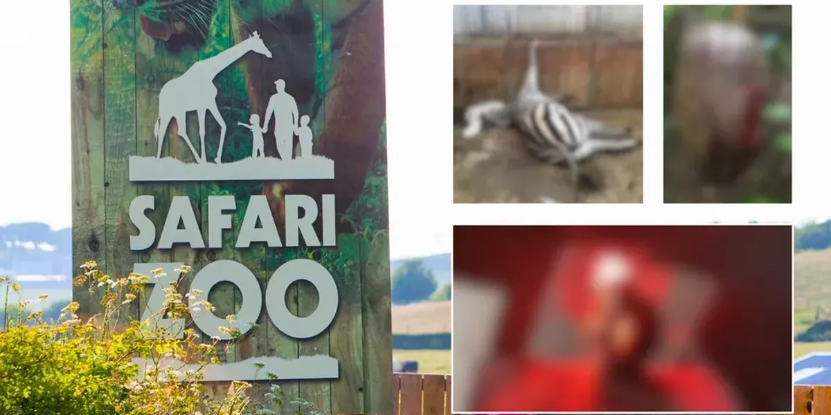 NextImg:Britain's 'worst zoo' announces closure after nearly 500 animals died and keeper mauled