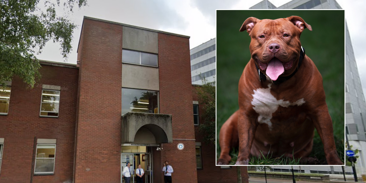 NextImg:XL Bully dog owner avoids jail despite pet causing 'horrendous injuries' to neighbour and police officer