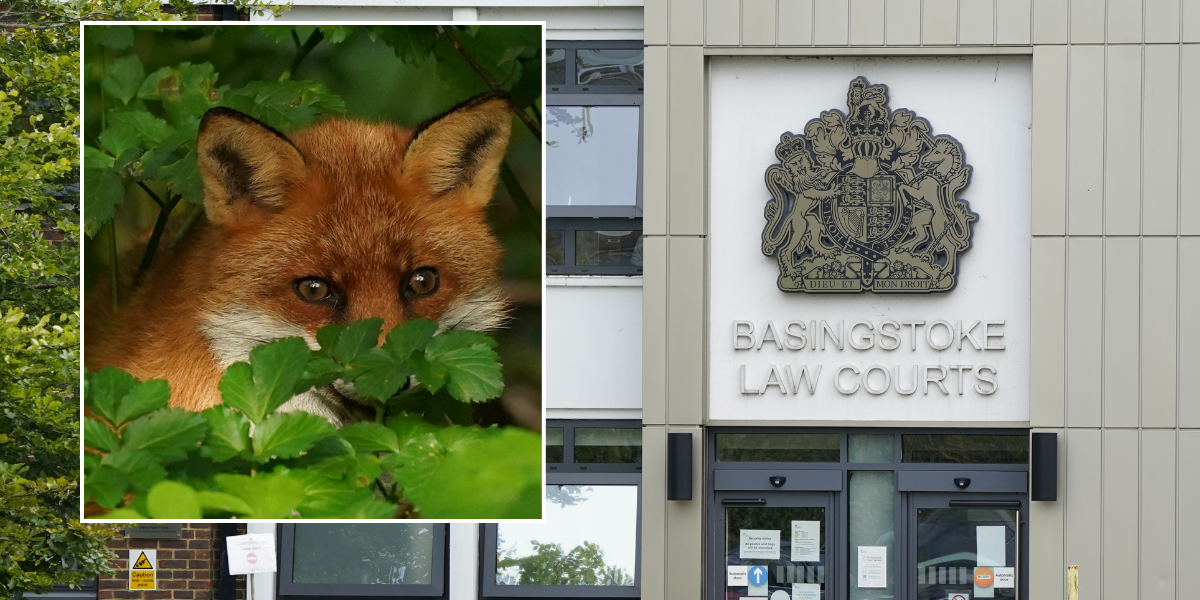 NextImg:Neighbour from hell ruined homeowner's vegetable patch with 'revolting smell from her homemade fox enclosures'