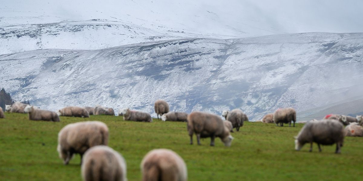 NextImg:Welsh Labour claims countryside is 'racist' as those of ethnic backgrounds face 'barriers created by exclusions and racism'