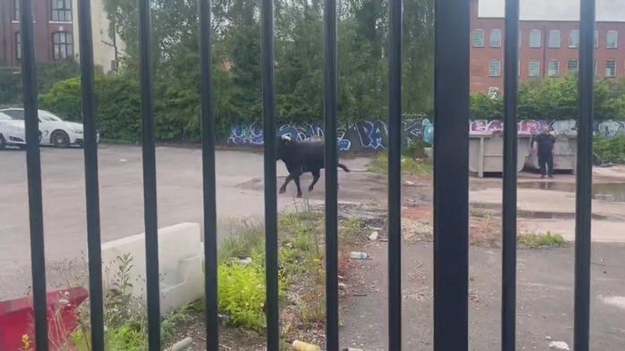 Bull RAMPAGES through streets of Birmingham on Islam's 'Day of Sacrifice'