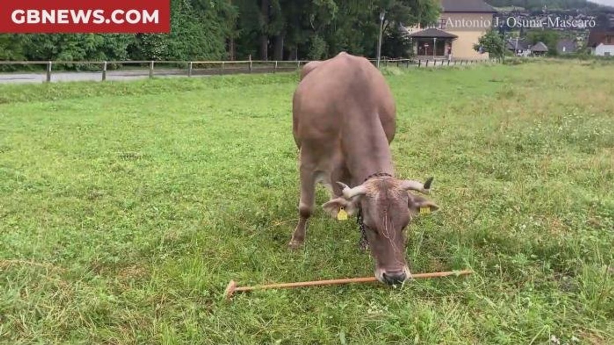 Austrian cow makes history as tool use recorded for first time ever