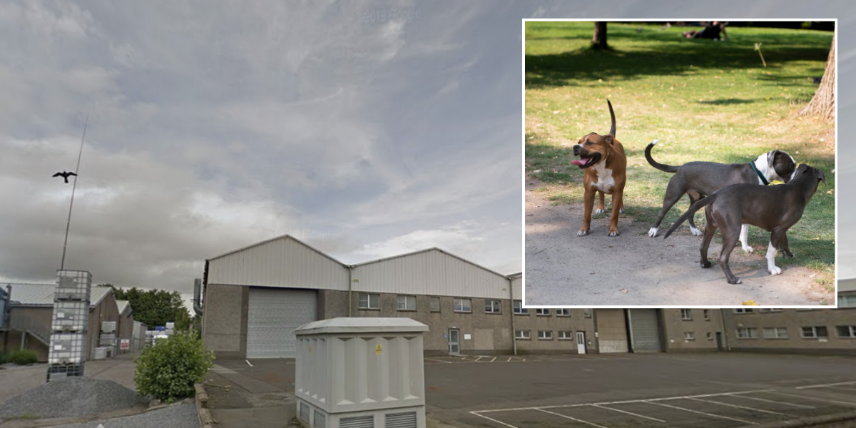 NextImg:XL bully sanctuary slapped with damning inspector's report as it faces license refusal