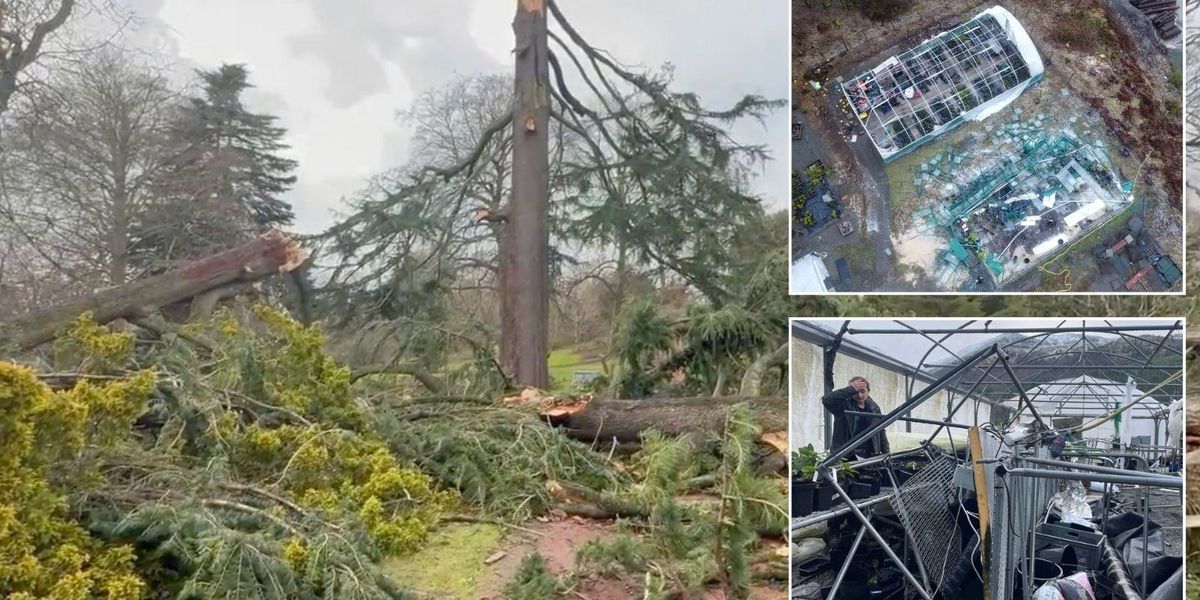 NextImg:Scotland botanic gardens won't recover for YEARS after Storm Eowyn wreaked weather chaos - 'Our 160-year-old tree snapped in two!'