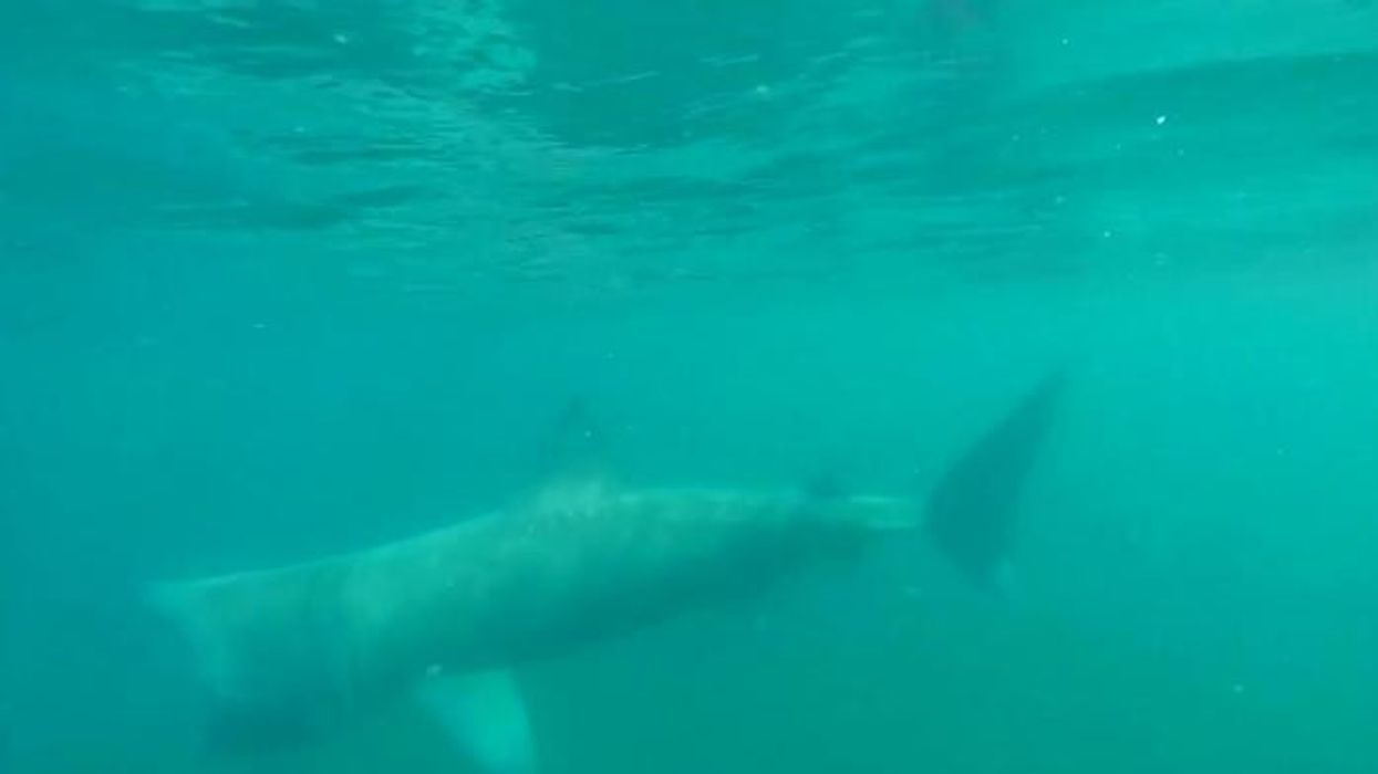 'We heard a scream and everyone got out of the water' - Shark attack fears as surfer disappears with urgent manhunt underway