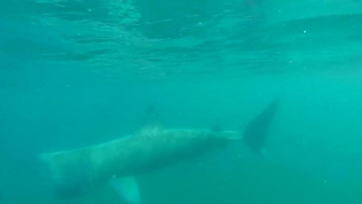 Dad of 4 killed in rare shark attack while snorkelling by species believed to be harmelss to humans