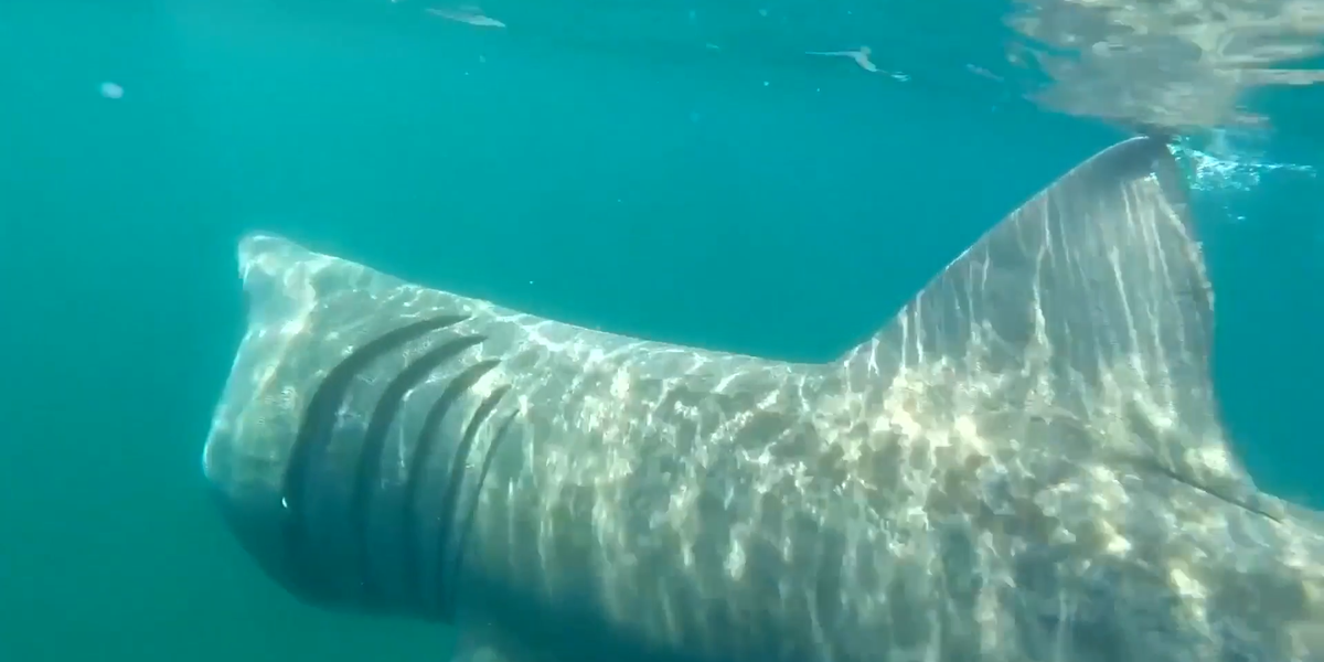 NextImg:WATCH: Shark spotted in UK waters as children flee the sea - 'A fantastic sighting!'