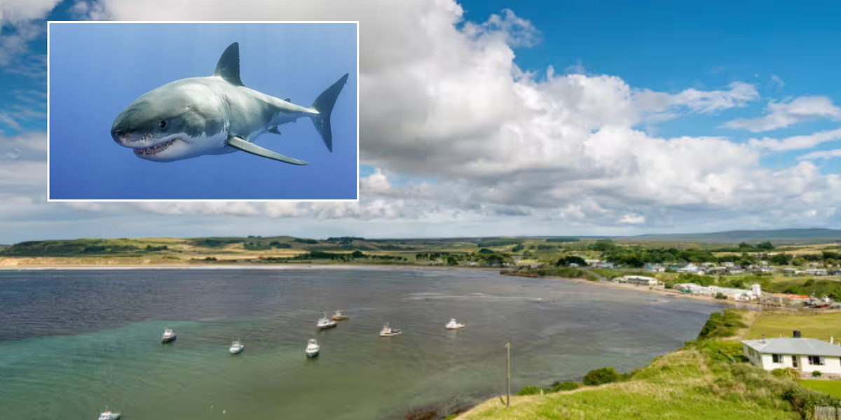 NextImg:Rugby player mauled to death in great white shark horror attack