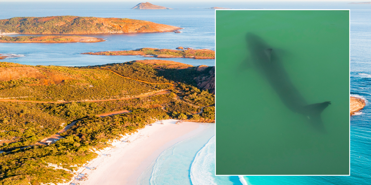 NextImg:'We heard a scream and everyone got out of the water' - Shark attack fears as surfer disappears with urgent manhunt underway